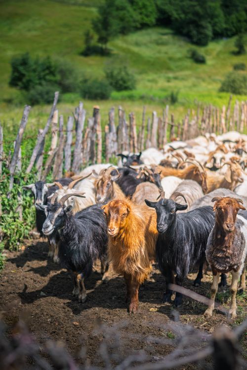Goats In Rural Herd of Goats in a Picturesque Rural Pasture · Free Stock Photo