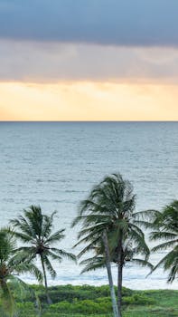 Serene sunrise with palm trees by the ocean in Paraíba, Brazil, perfect for travel inspiration.
