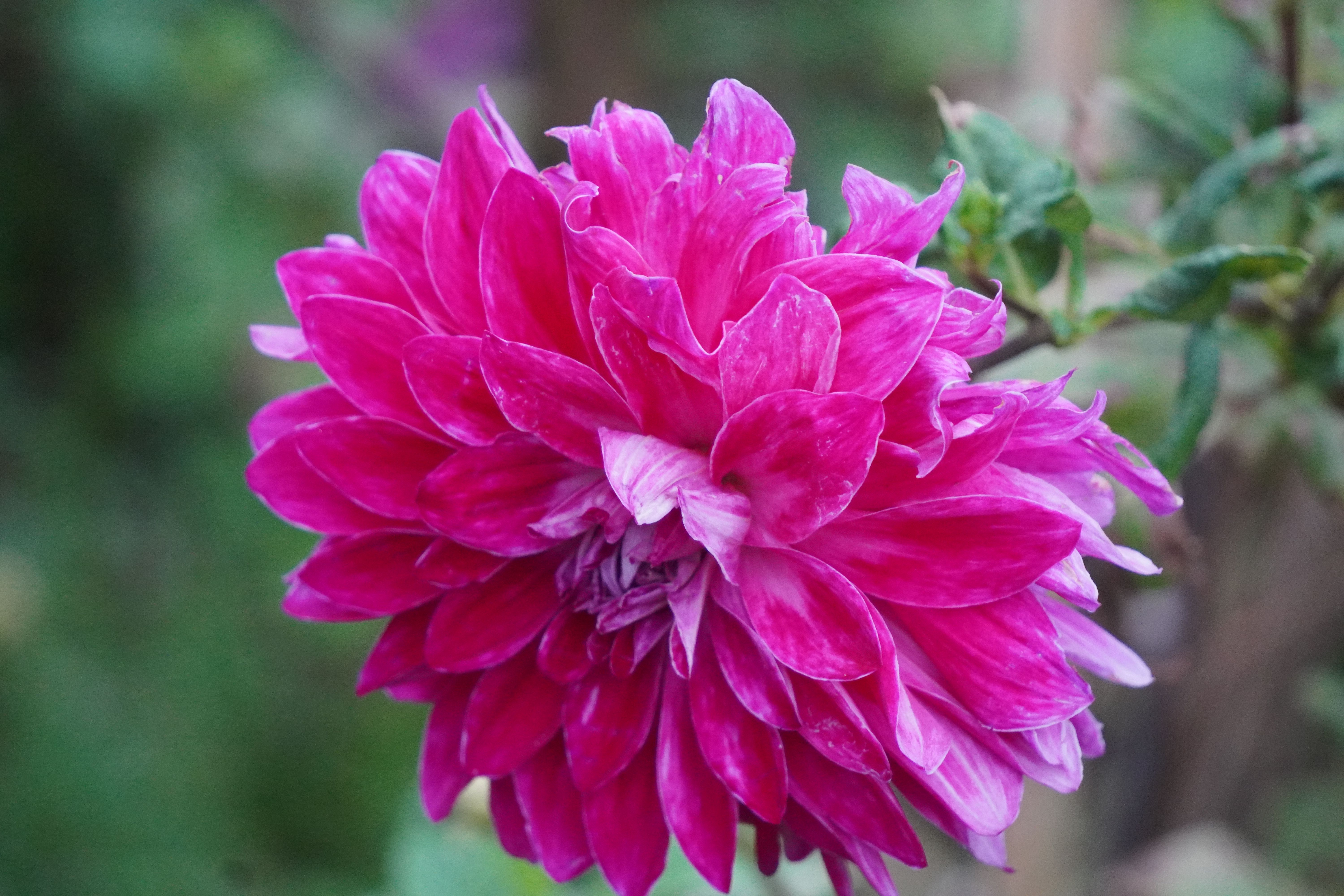 Close-Up of Vibrant Pink Dahlia Flower Bloom · Free Stock Photo