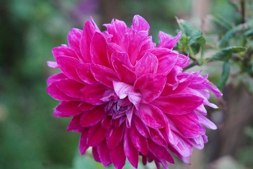 Free Vivid close-up of a pink dahlia bloom with lush petals, set against a soft green background. Stock Photo
