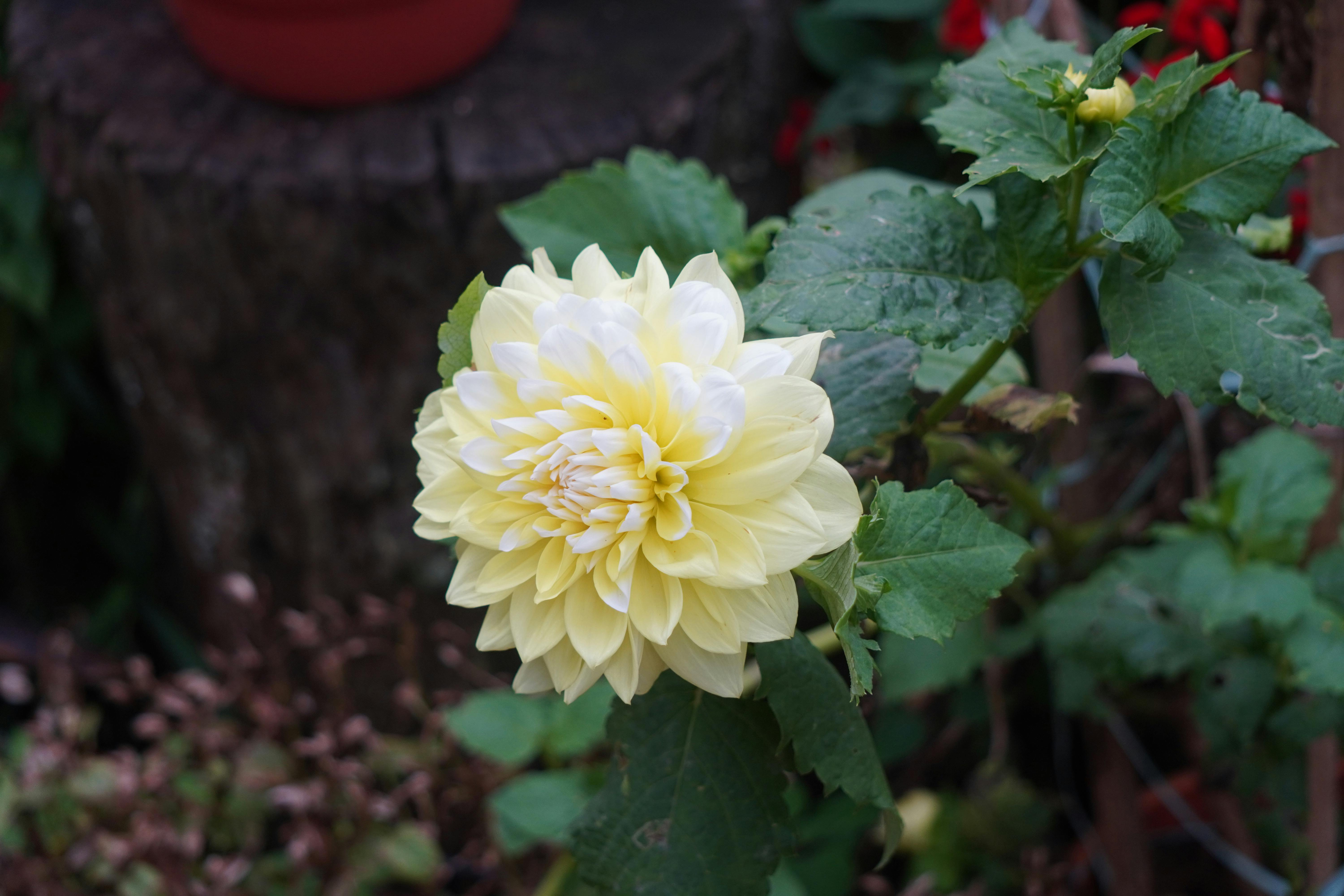 [ColoSach]-close-up-of-a-vibrant-yellow-dahlia-flower-blooming-outdoors-in-a-garden.
