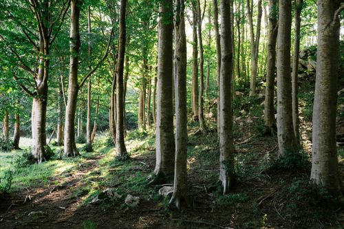 Free Sunlight filters through trees in Campitello Matese forest, Molise, Italy. Stock Photo