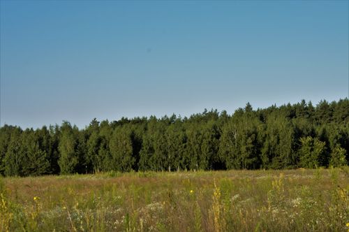Free Tranquil forest border with lush greenery under a bright blue sky. Perfect for nature themes. Stock Photo