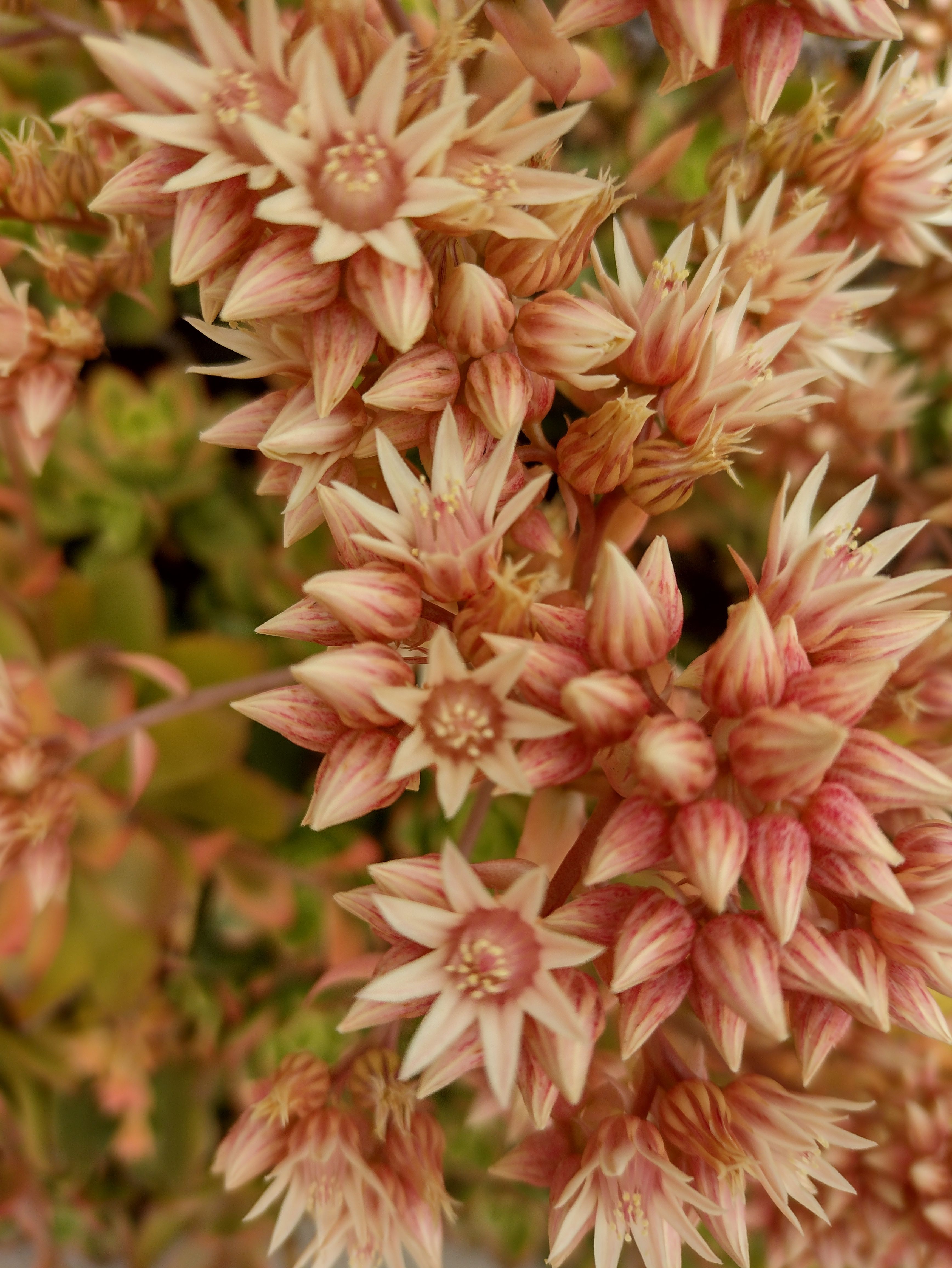 Vibrant close-up of star-shaped pink flowers showcasing intricate petal details and natural beauty.
