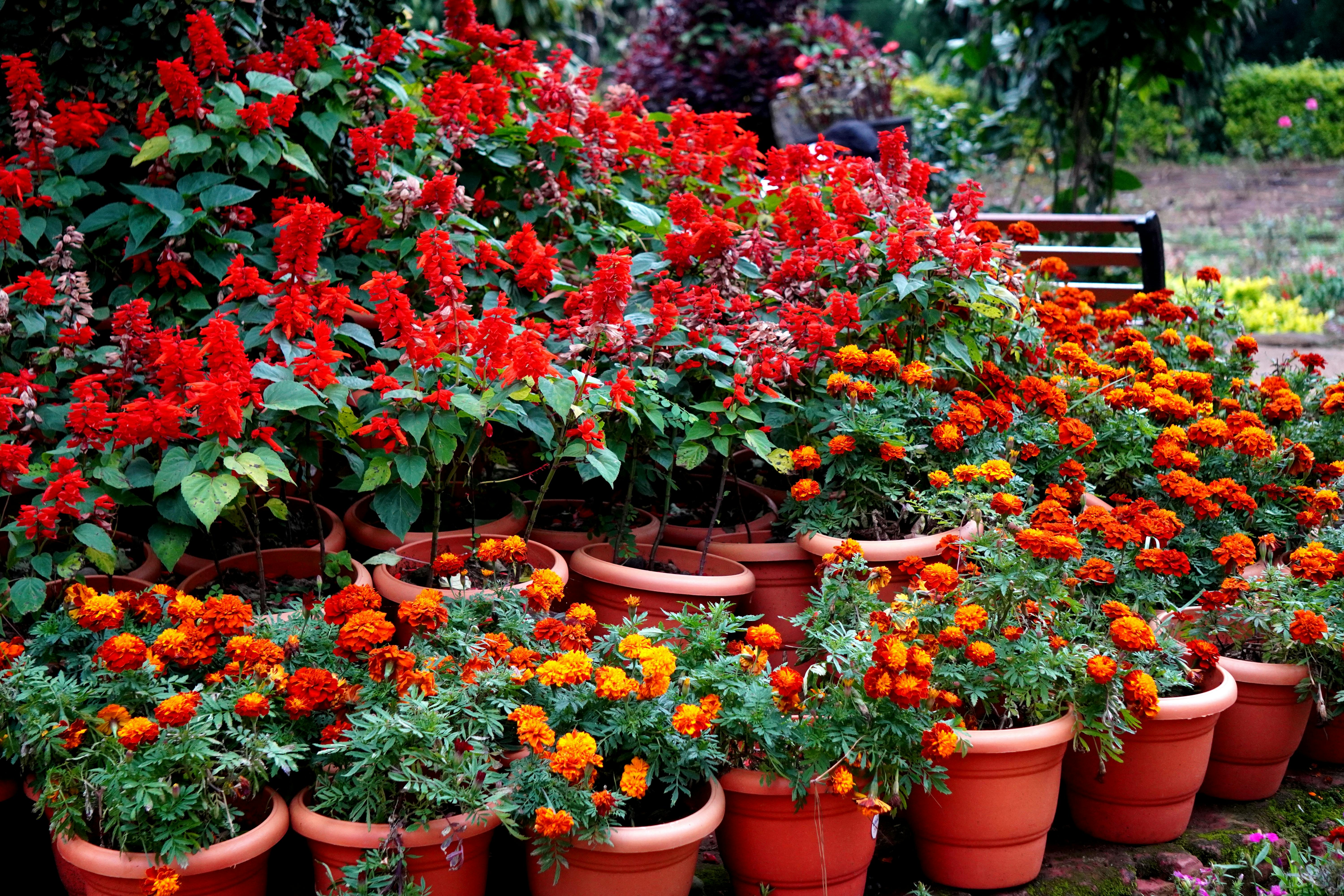 5 gardening tips you can try right in Search — Photo by Saijanani Selvarajan on Pexels
