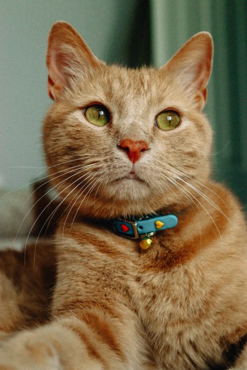 Free Close-up portrait of a ginger cat wearing a blue collar with bell inside. Stock Photo