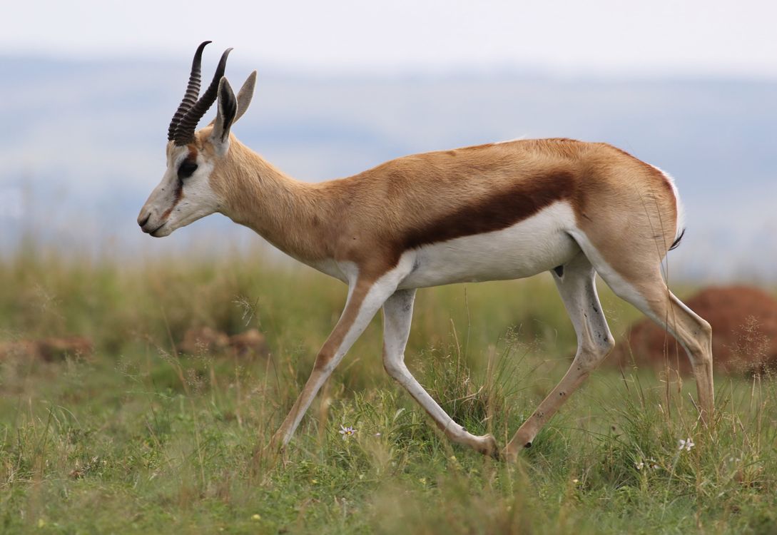 Springbok Back Ridge Springbok Walking in Grassland Reserve · Free Stock Photo