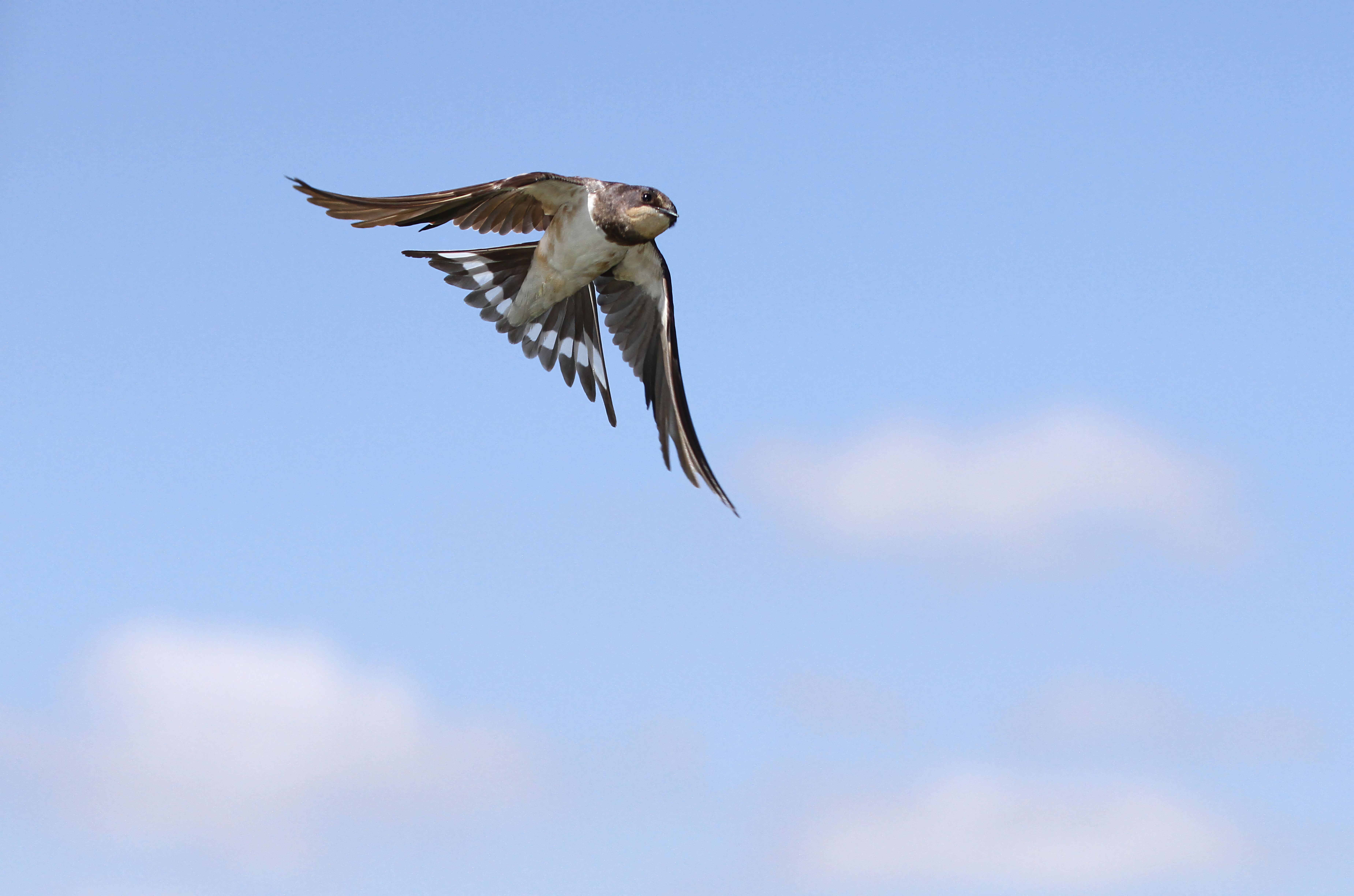 R.swift for Swift: Complete Guide with Examples