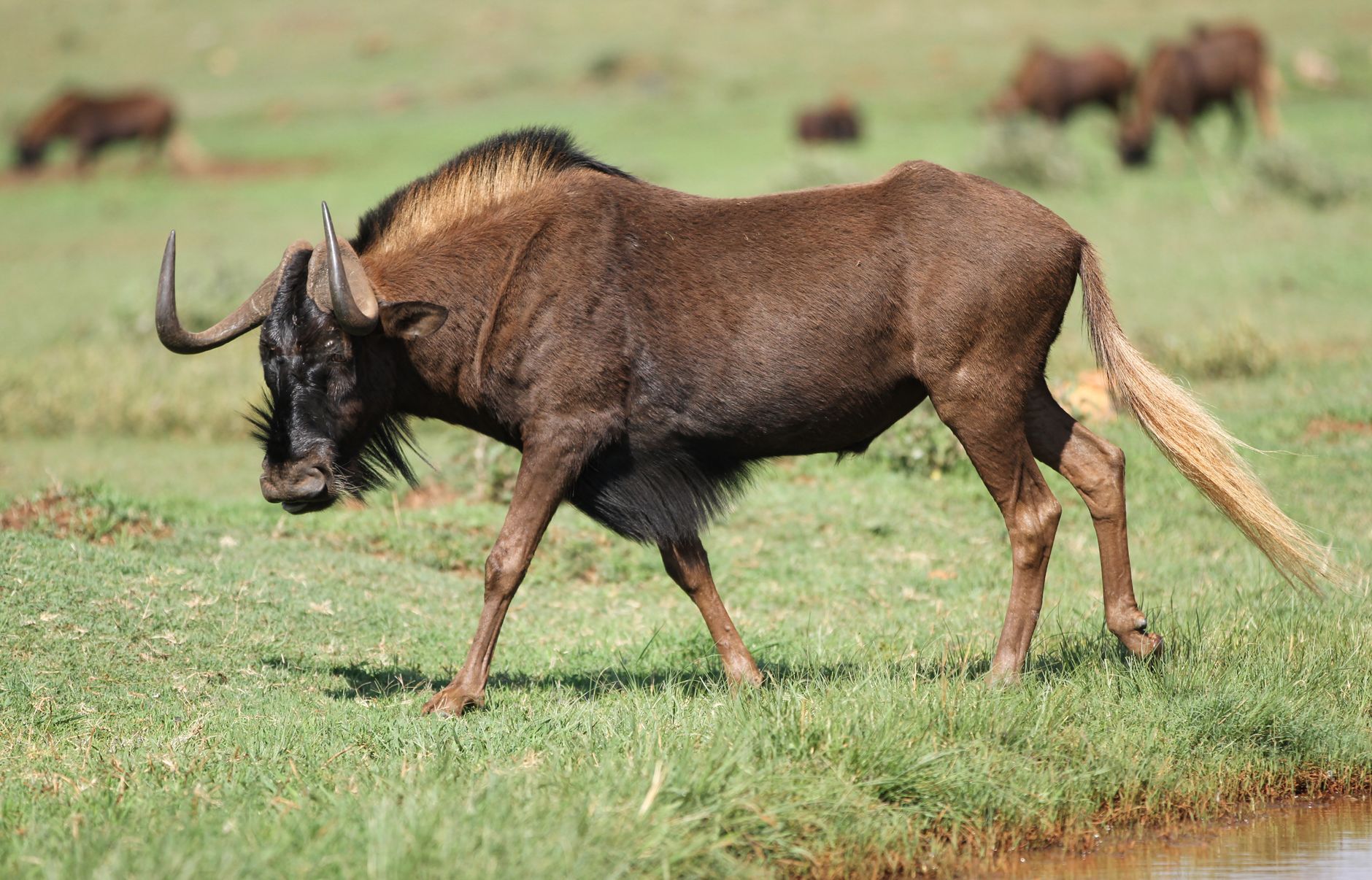 GNU IFUNC — настоящий виновник CVE-2024-3094, а вовсе не XZ