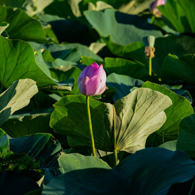 Centering di CSS: Semua cara untuk menengahkan elemen (vertikal dan horizontal) Centering di CSS: Semua cara untuk menengahkan elemen (vertikal dan horizontal)