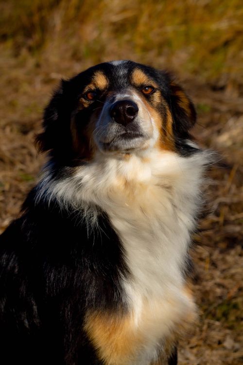 Free Close-up of an Australian Shepherd Dog in a field during daytime. Stock Photo