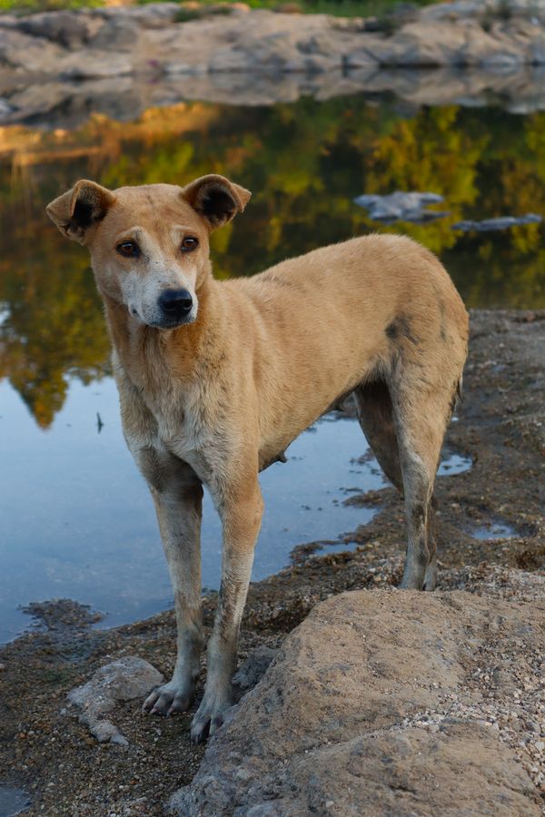 Indian Pariah Dog - Loyalkukkapilla