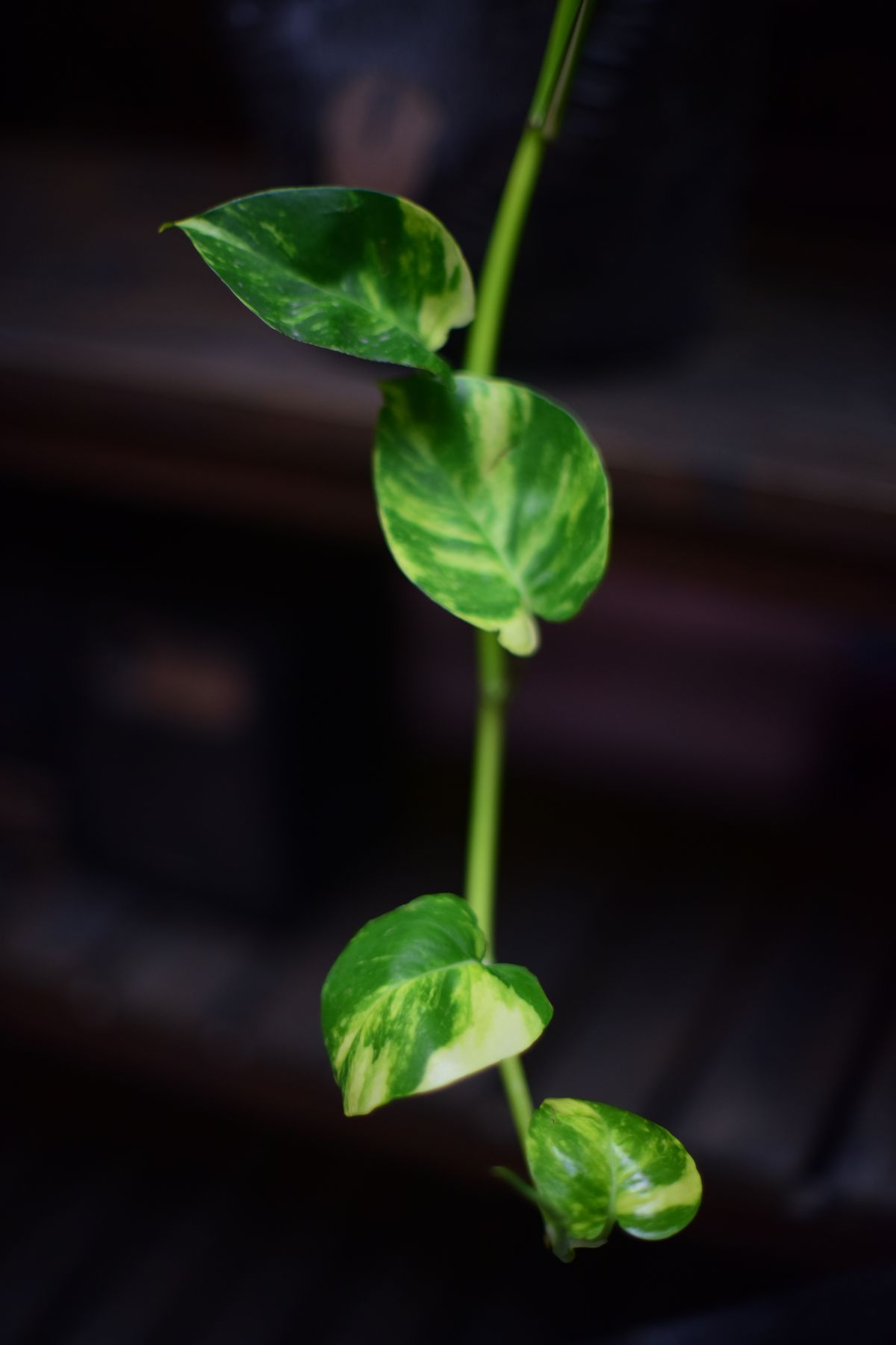 Delicate vine of variegated pothos plant showing green and yellow leaves indoors.