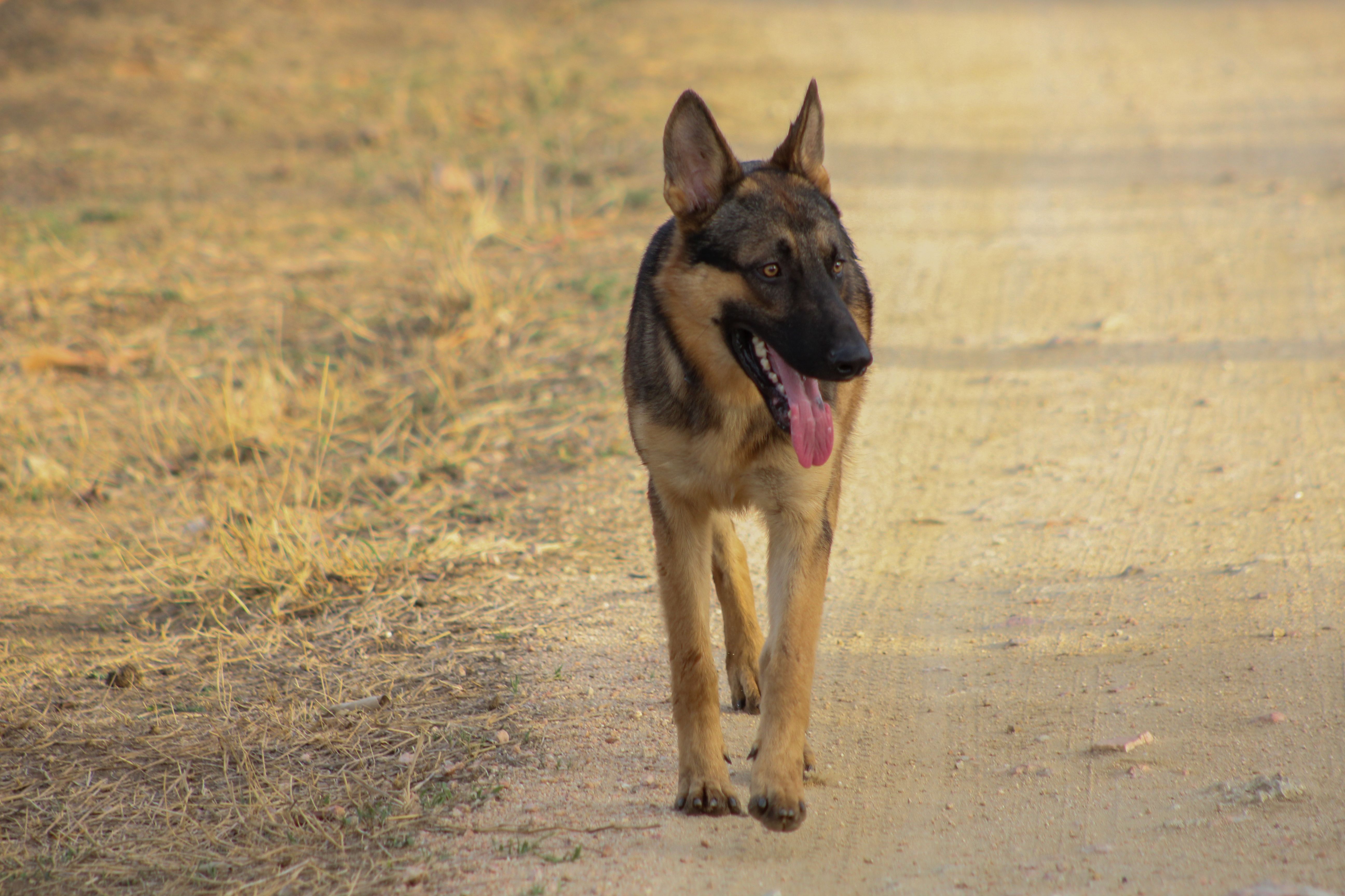 A German Shepherd dog walking on a dirt path in a rural outdoor setting.