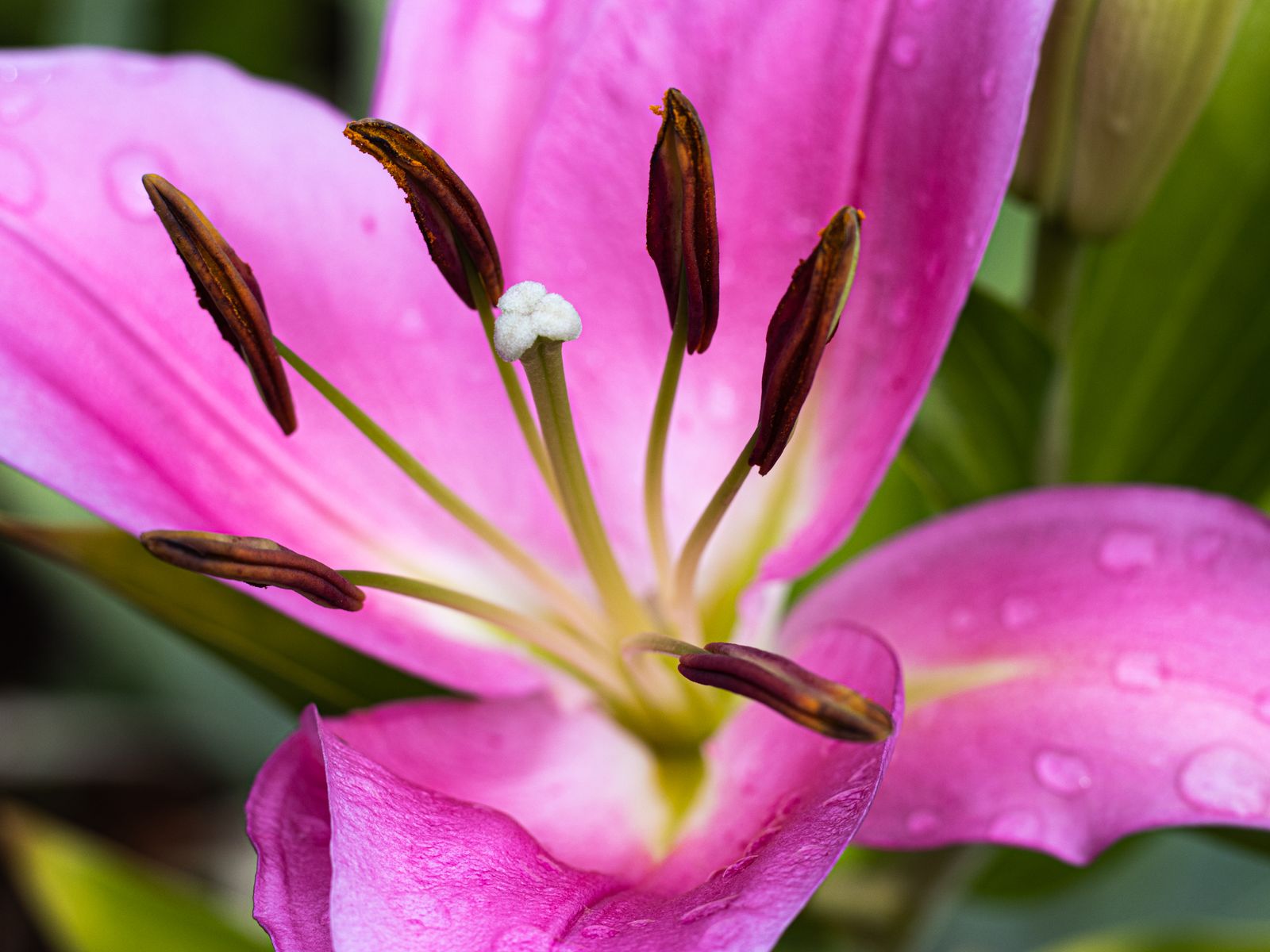 Close Up Of Pink Lily Flower In Bloom Free Stock Photo close-up-of-pink-lily-flower-in-bloom-free-stock-photo
