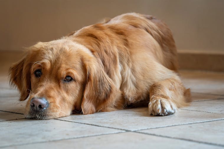 Gentle golden retriever with long fur resting indoors on a tiled floor.