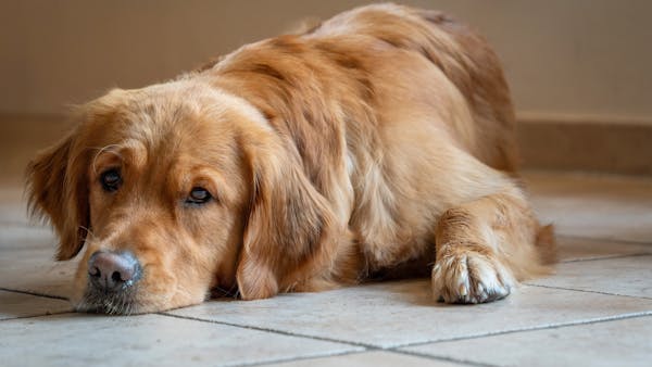 Gentle golden retriever with long fur resting indoors on a tiled floor.