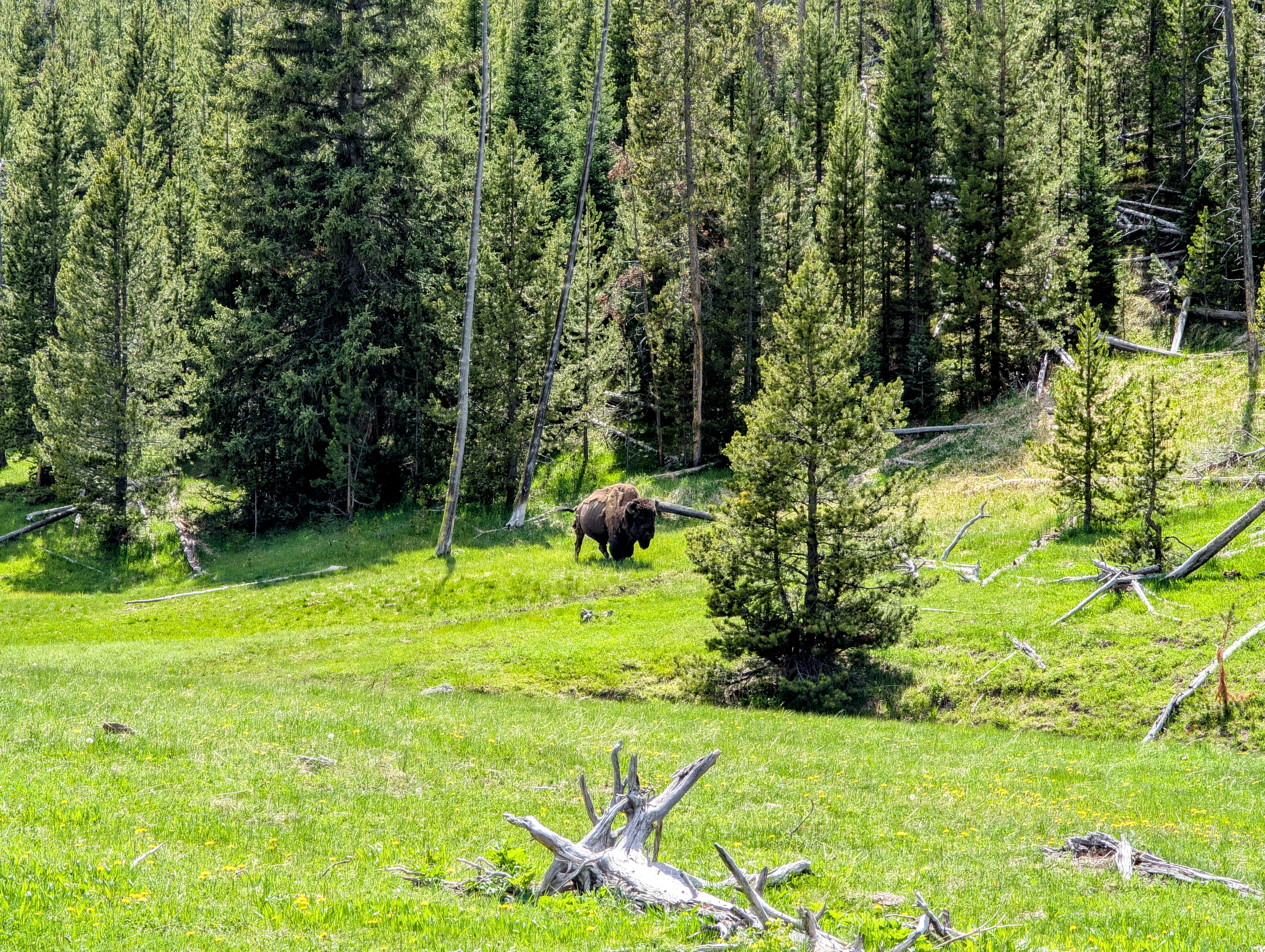 A majestic American bison grazes in the lush greenery of Yellowstone National Park.