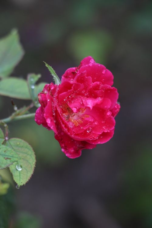 Free Close-up of a vibrant red rose with fresh dew drops, captured in natural light. Stock Photo