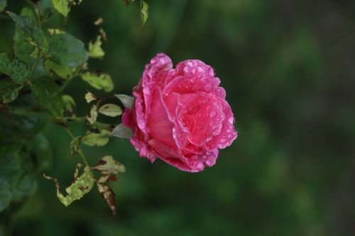 Free Vibrant pink rose with dewdrops, surrounded by lush green foliage, captured in natural light. Stock Photo