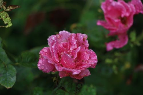 Free A vibrant pink rose adorned with dewdrops, embodying natural beauty and freshness. Stock Photo