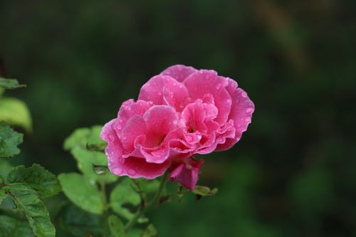 Free A vibrant pink rose with dewdrops, surrounded by lush green foliage in a garden setting. Stock Photo