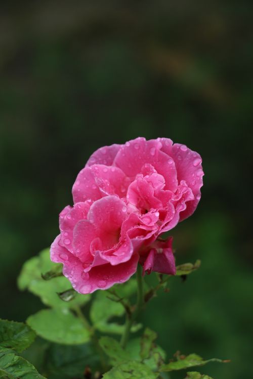 Free Vivid pink rose with dew droplets captured in a lush green garden setting. Stock Photo