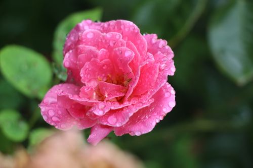 Free A close-up of a pink rose covered in fresh dew, symbolizing freshness and beauty. Stock Photo