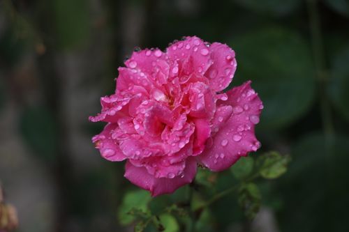 Free Close-up of a pink rose covered in water droplets, creating a fresh and vibrant look. Stock Photo