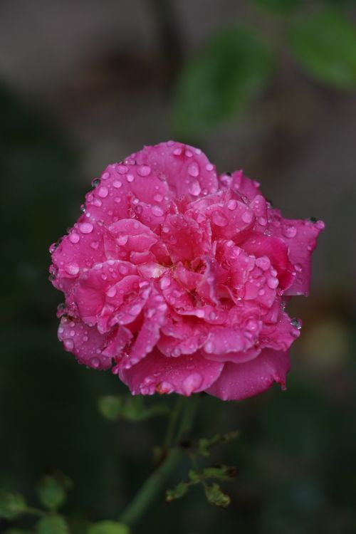 Free A vivid pink rose covered in dewdrops, showcased in a detailed close-up highlighting its delicate beauty. Stock Photo