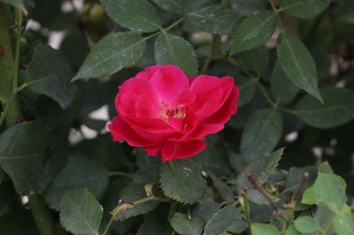 Free A vivid pink rose in full bloom surrounded by lush green leaves, captured outdoors. Stock Photo
