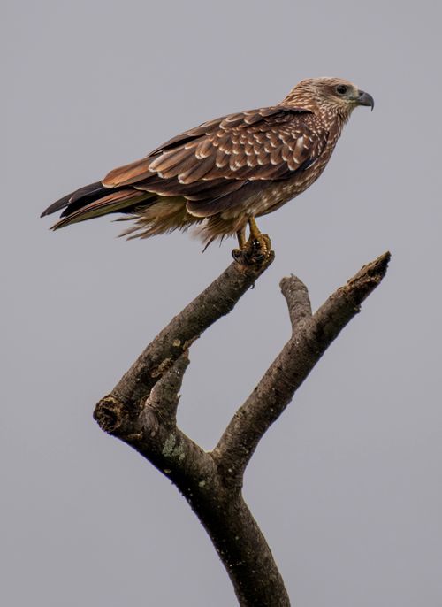 Free Elegant black kite bird perched on a leafless branch against a clear sky. Stock Photo