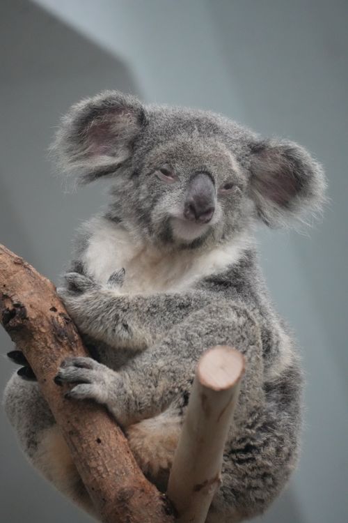 Free Close-up of a cute koala sitting on a tree branch, showcasing its fluffy ears and gentle expression. Stock Photo