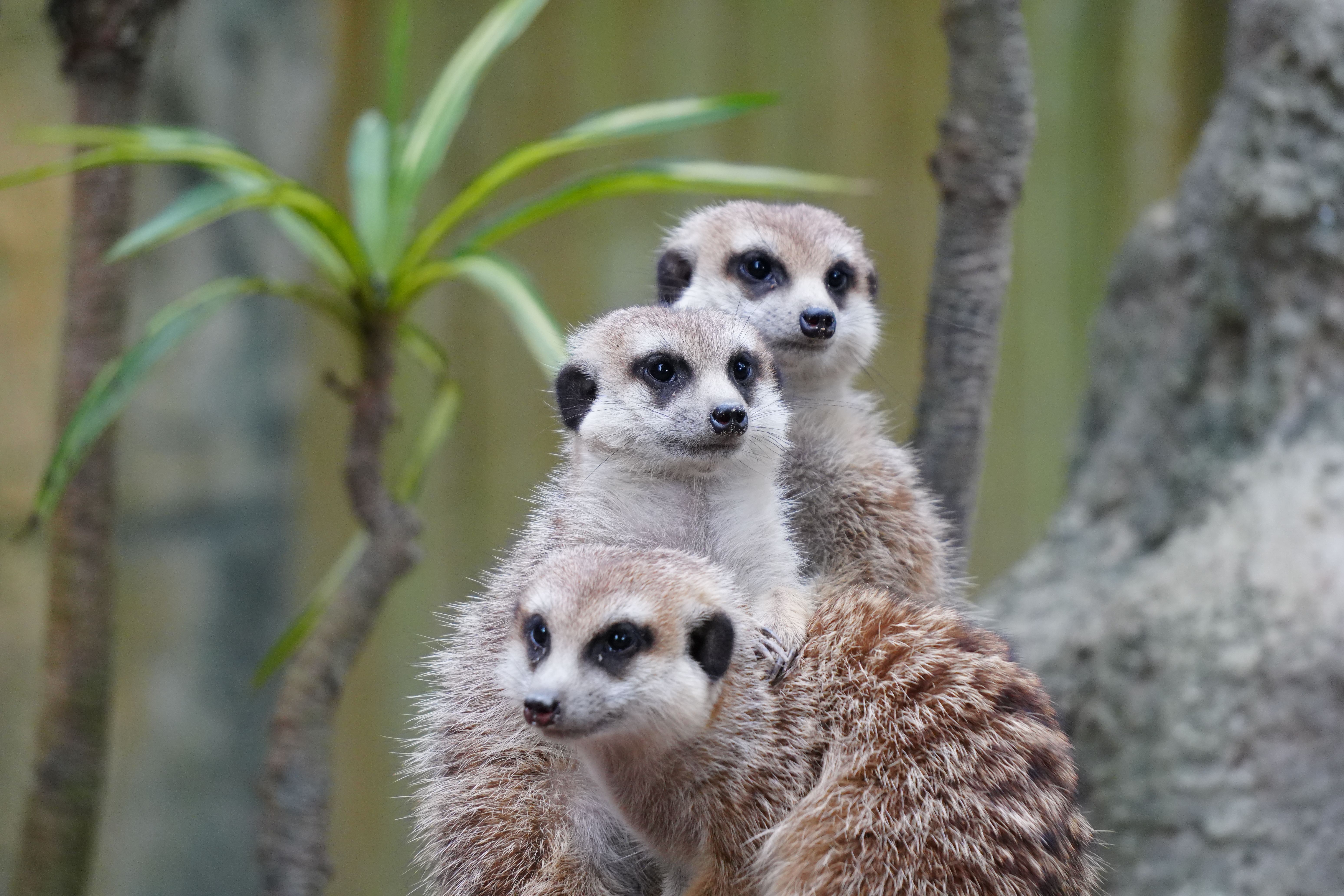 Three meerkats sitting together, displaying alert behavior in an outdoor setting.