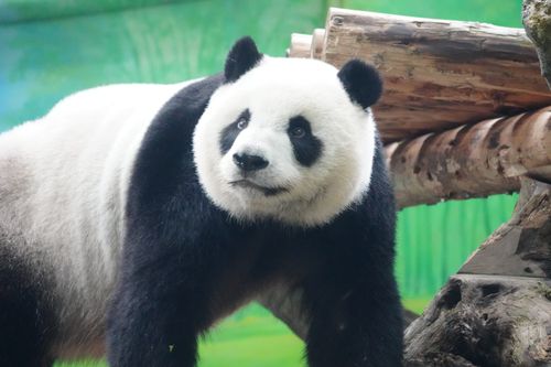 Free Adorable giant panda with lush green backdrop, highlighting its playful nature. Stock Photo