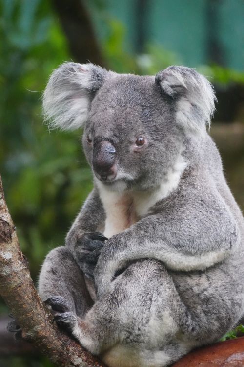 Free Close-up of a koala sitting on a tree branch in its natural habitat. Stock Photo