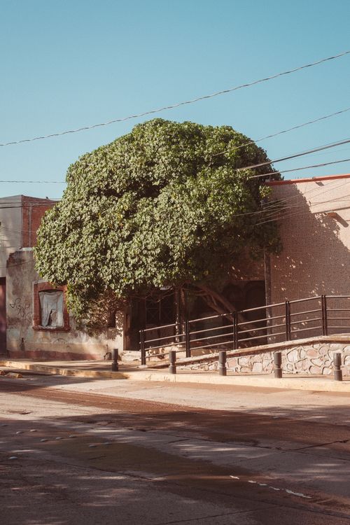 Free A sunny urban street corner with a large tree by a rustic wall, casting serene shadows. Stock Photo