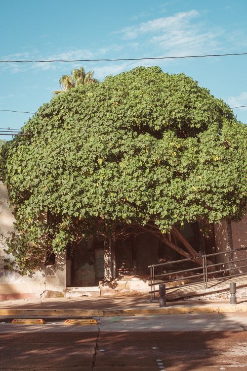 Free Capture of a lush tree on a quiet street in Aguascalientes, Mexico. Stock Photo