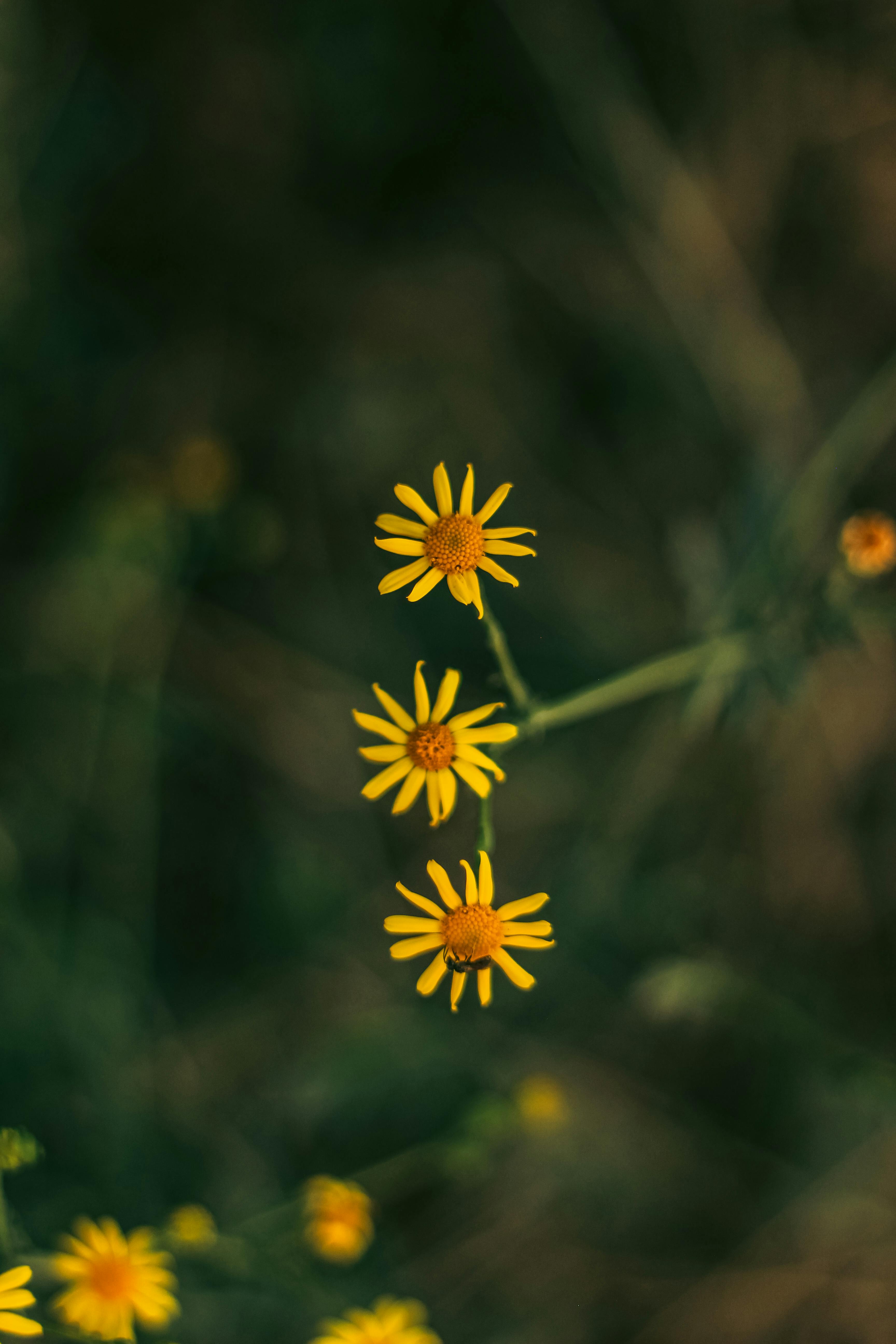 Menengahkan Elemen Secara Horizontal