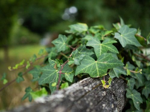 Free Detailed view of lush ivy vine spreading over weathered wooden fence in a serene outdoor setting. Stock Photo