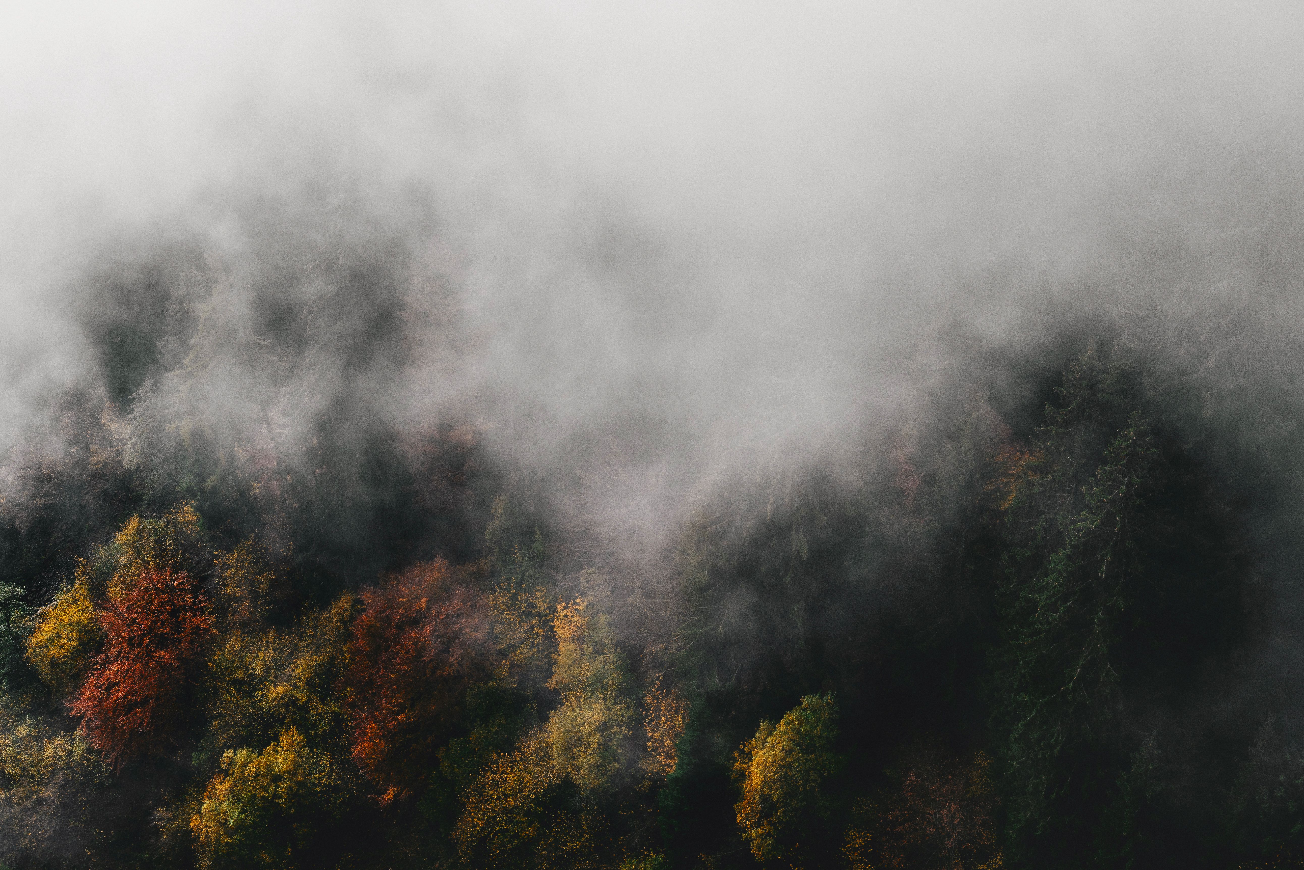 Misty Autumn Forest with Vibrant Foliage · Free Stock Photo