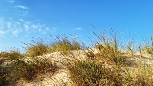 Free Sandy dunes with wild grass under clear blue sky in Chiclana de la Frontera, Spain. Stock Photo