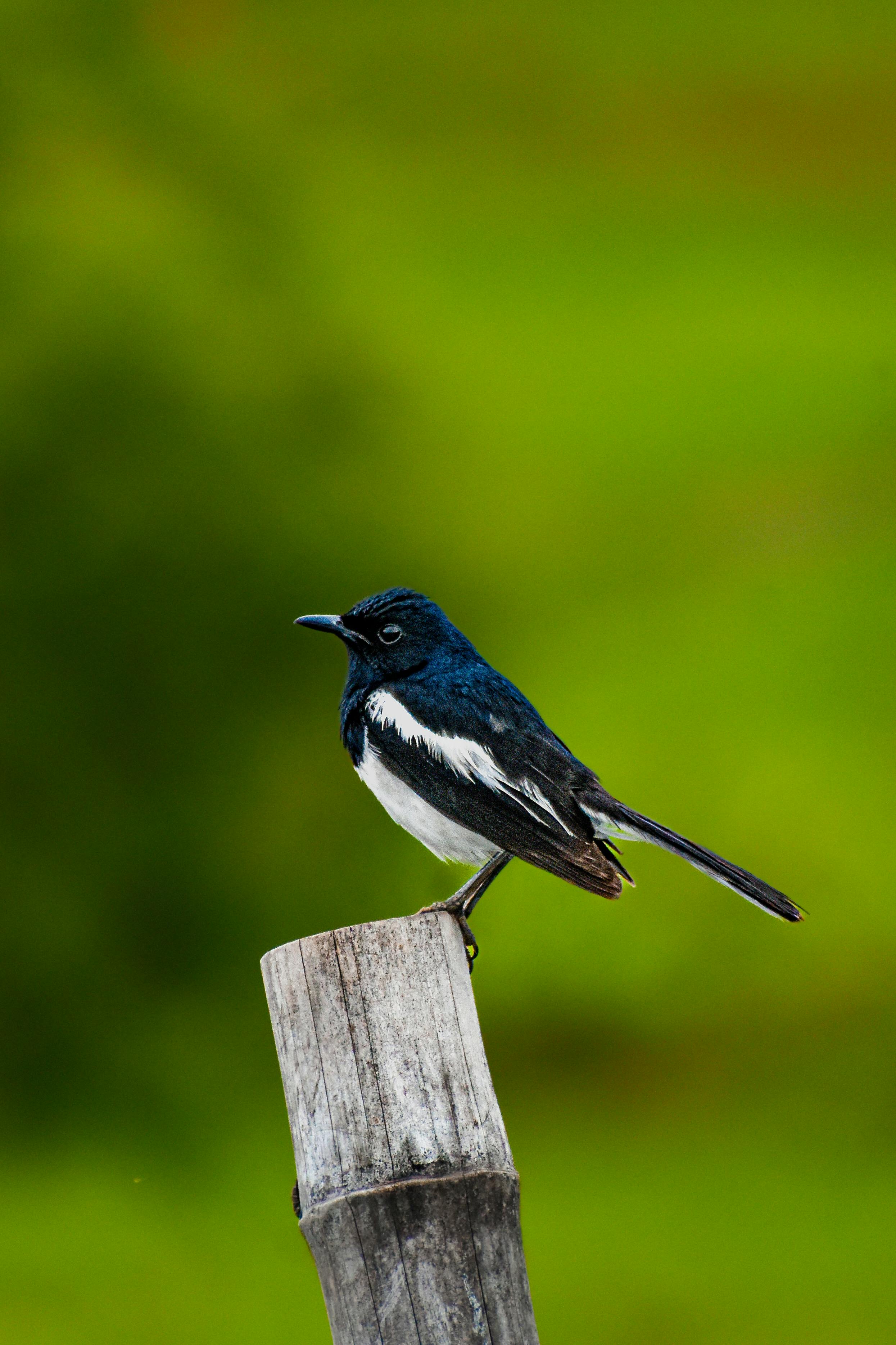 A striking Oriental Magpie-Robin perched on a wooden post against a blurred green background.
