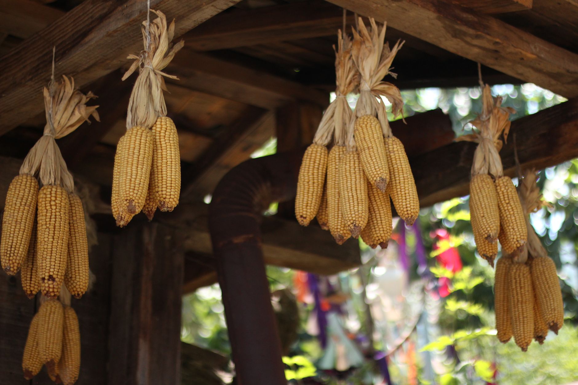 Tobacco leaves hanging in a dark-fired barn near Springfield in October