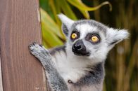White and Gray Lemur on Brown Surface