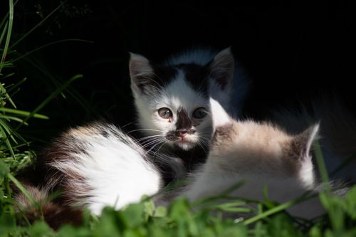 Free stock photo of animal, animals, beautiful Stock Photo