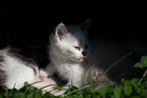 Free stock photo of animal, animals, beautiful Stock Photo