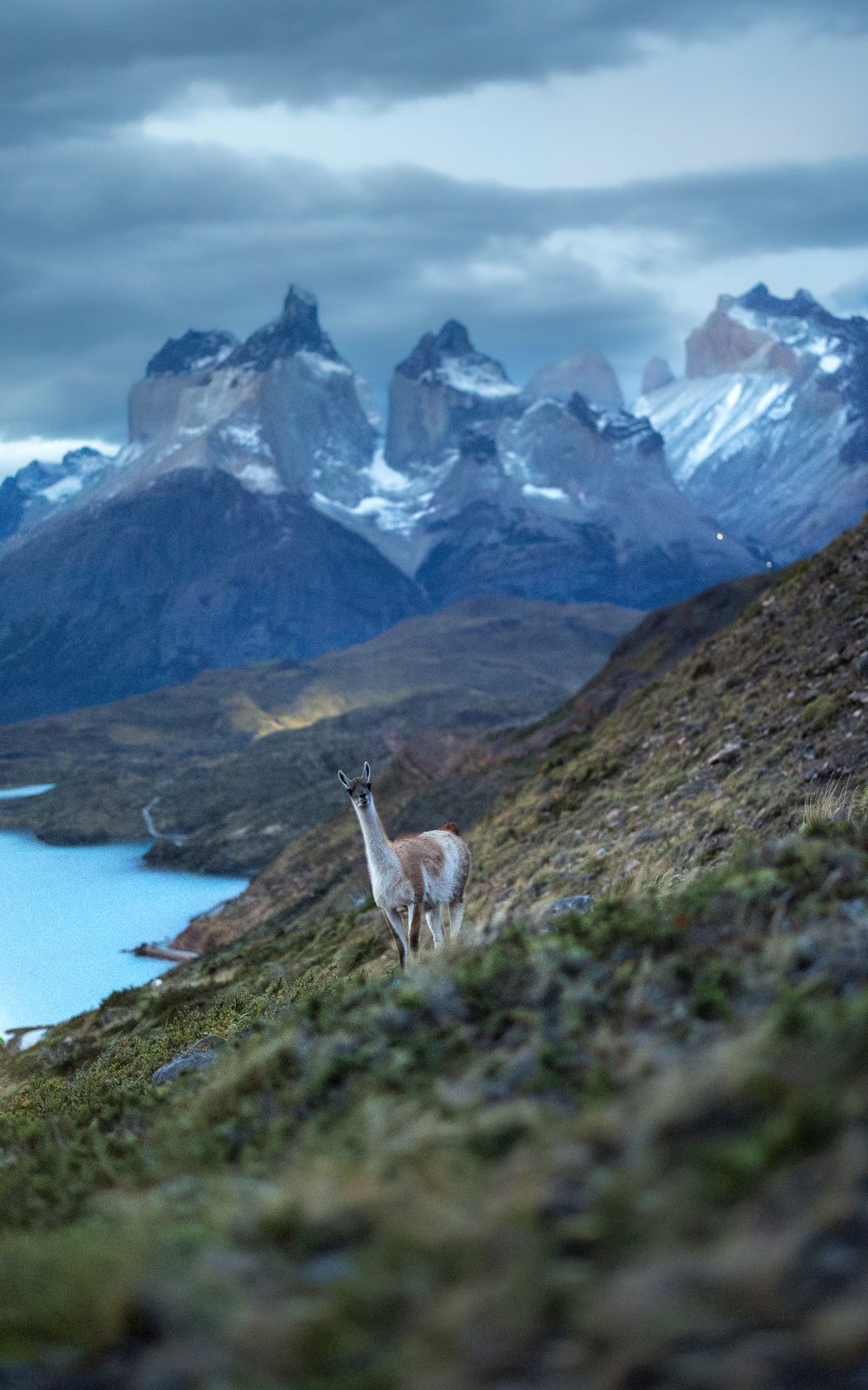 Guanaco al amanecer frente a los Cuernos del Paine y el lago Pehoé