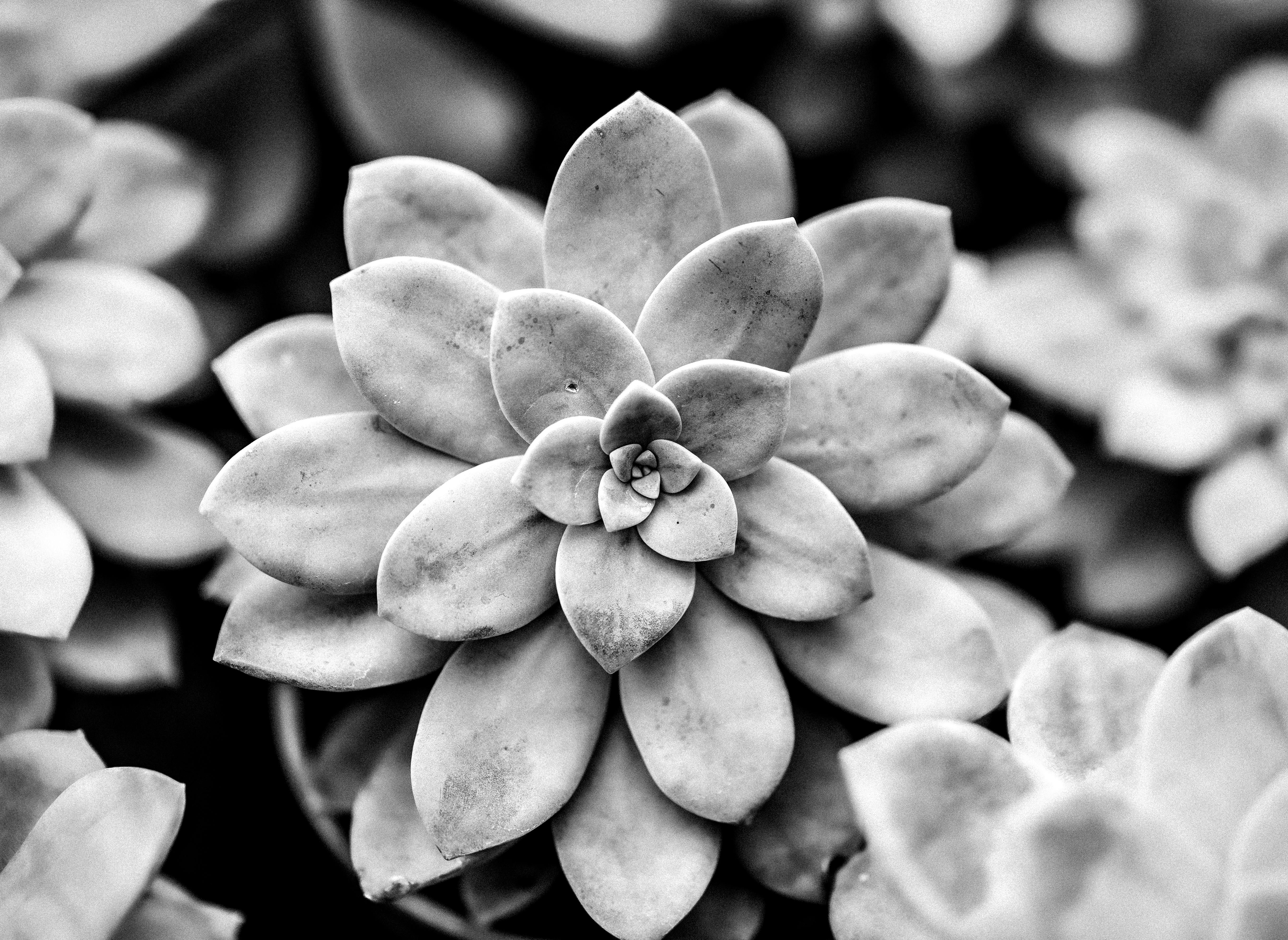 Artistic black and white photograph of a succulent, showcasing intricate leaf patterns.