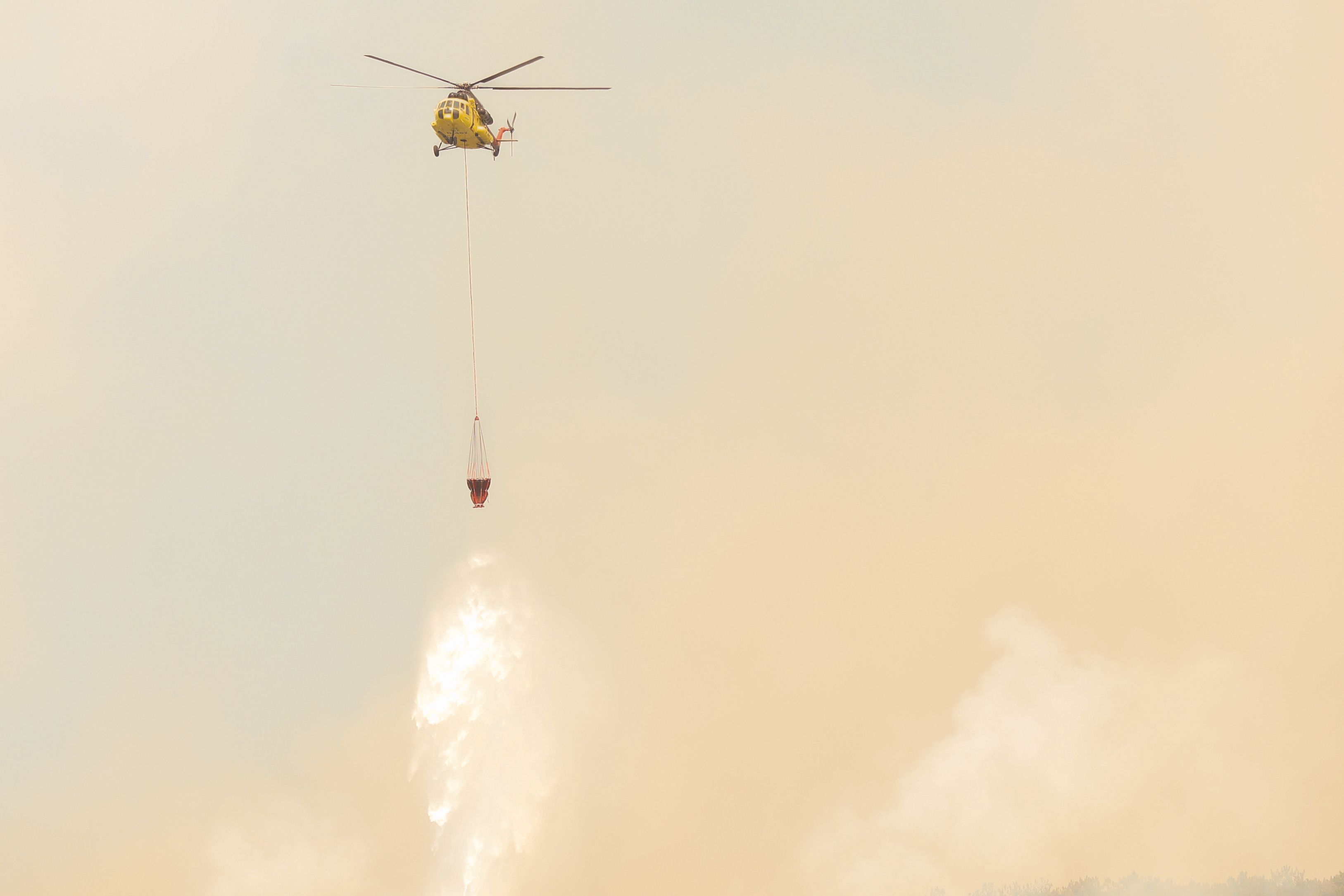 Conservationists fear fires could erase years of orangutan habitat recovery — Photo by Aydın Photography on Pexels